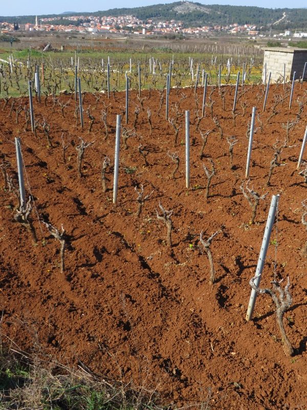 Vines pruned and soil turned